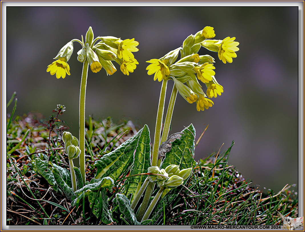 Primevères élevées
